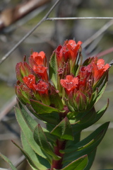 Lobostemon sanguineus