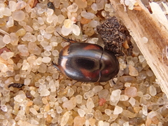 Sphaeridium scarabaeoides