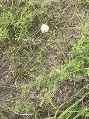 Dalea phleoides phleoides
