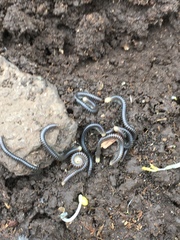 Archispirostreptus syriacus