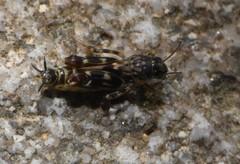 Ellipes minuta