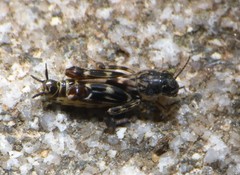 Ellipes minuta