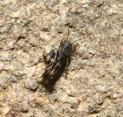 Ellipes minuta