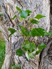 Populus