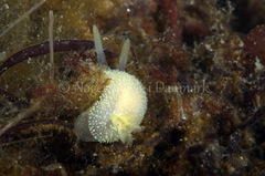 Acanthodoris pilosa