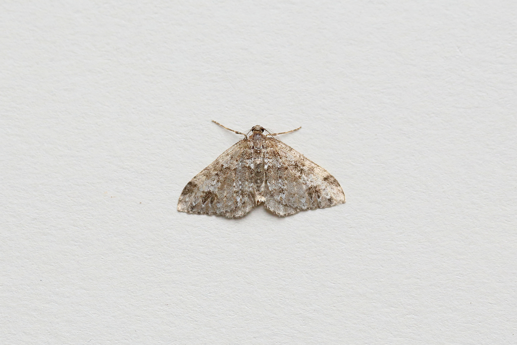 Perizomini