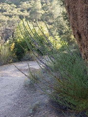 Sairocarpus multiflorus