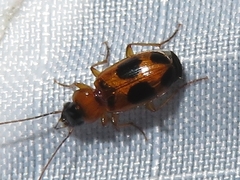 Badister neopulchellus