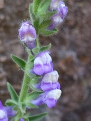 Sairocarpus multiflorus