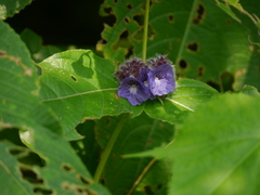Neuracanthus sphaerostachyus