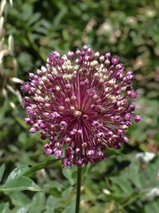 Allium ampeloprasum