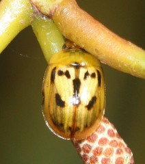 Peltoschema hamadryas