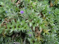 Echium sabulicola