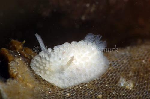 Fuzzy Onchidoris