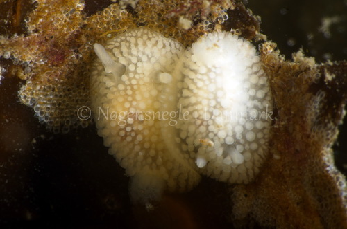 Fuzzy Onchidoris
