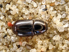 Calamosternus granarius