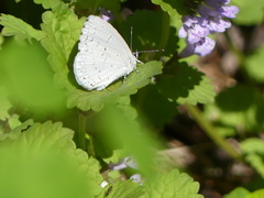 Celastrina neglectamajor