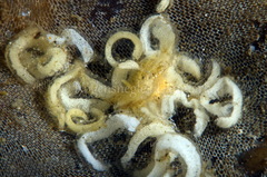 Onchidoris muricata