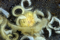 Onchidoris muricata