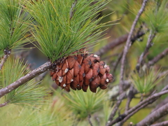 Pinus armandi