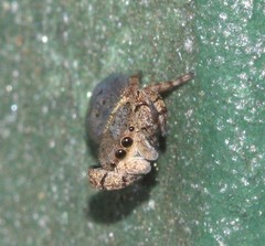 Simaethina