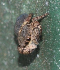 Simaethina