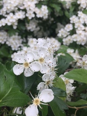 Crataegus monogyna