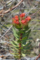 Lobostemon sanguineus