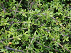 Coprosma cuneata