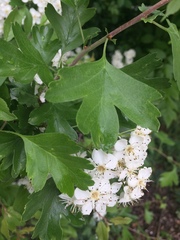 Crataegus monogyna