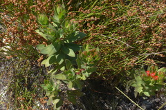 Lobostemon sanguineus