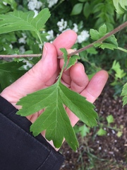 Crataegus monogyna