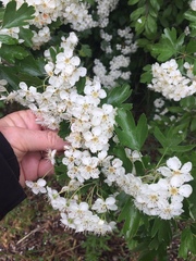 Crataegus monogyna