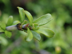 Coprosma cuneata