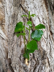 Populus