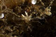 Eubranchus rupium