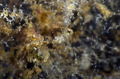 Eubranchus rupium