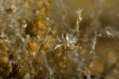 Eubranchus rupium