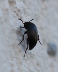 Ptomaphagus