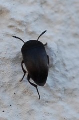 Ptomaphagus