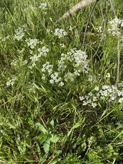 Bifora