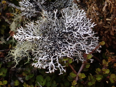 Hypogymnia lugubris