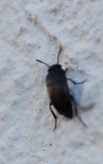 Ptomaphagus