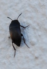 Ptomaphagus