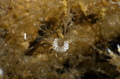 Eubranchus rupium