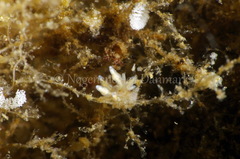 Eubranchus rupium