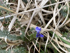 Polygala serpyllifolia
