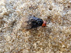 Acantholyda erythrocephala
