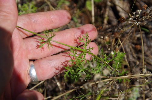 Image of Verbena pulchella by (c) Eric Knight, some rights reserved (CC BY)