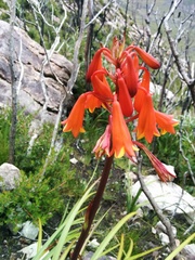 Blandfordia punicea